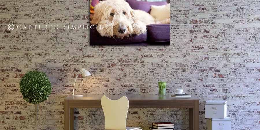 family portrait photographer the woodlands