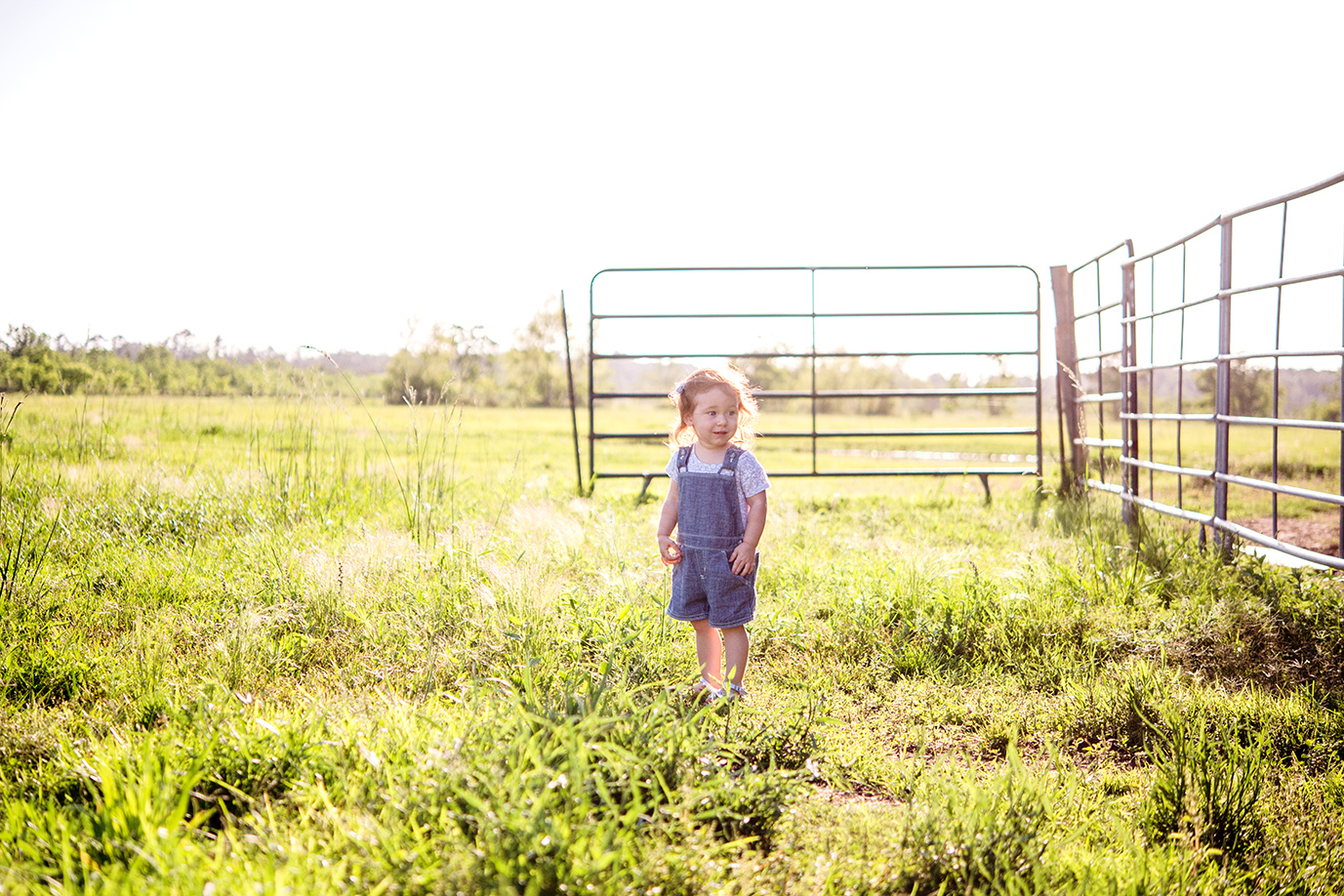 Grasses - Grassland