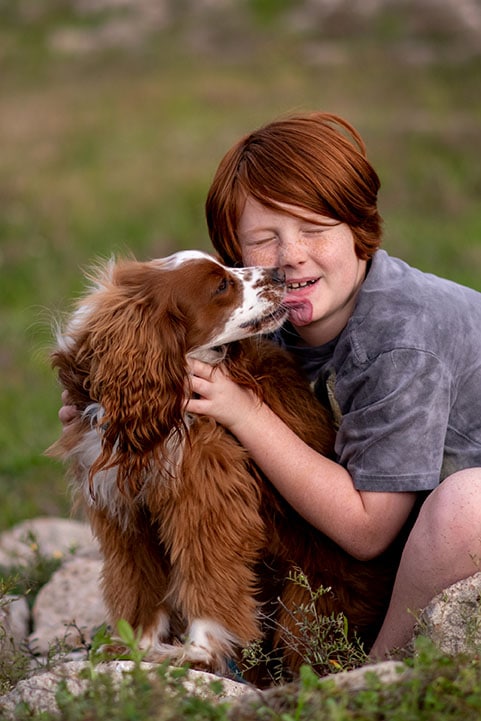 Dog breed - English Cocker Spaniel