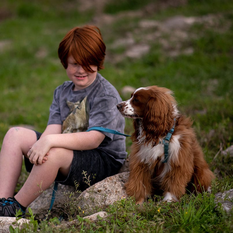 Dog breed - Nova Scotia Duck Tolling Retriever