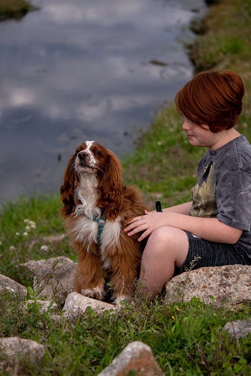 Cavalier King Charles Spaniel - English Cocker Spaniel