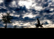 boy and dog photos